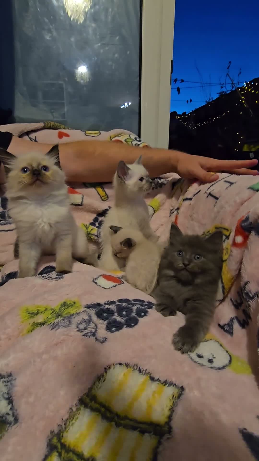 Ragdoll cats for sale: Gorgeous half ragdolls - Video 2