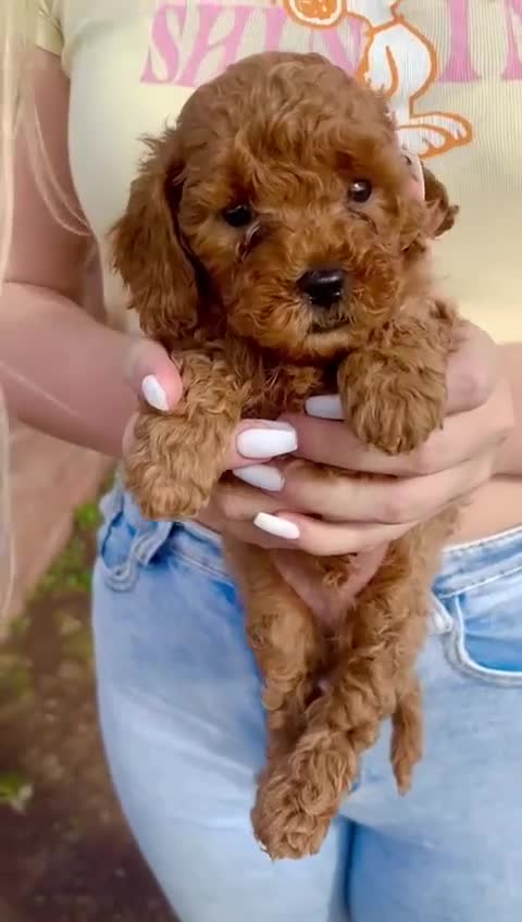 Cavapoo dogs for sale: The Cutest F1B Cavapoo Puppies For Sale! - Video 2