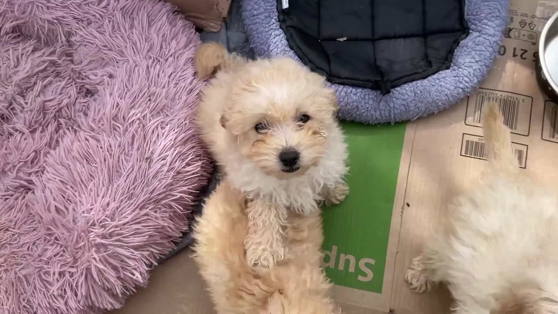 Toy Poodle dogs for sale: Female toy poodle pups in Enniskillen - Video 1