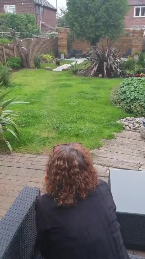 Sprocker dogs for sale: Needing long walks and socializing - Video 3