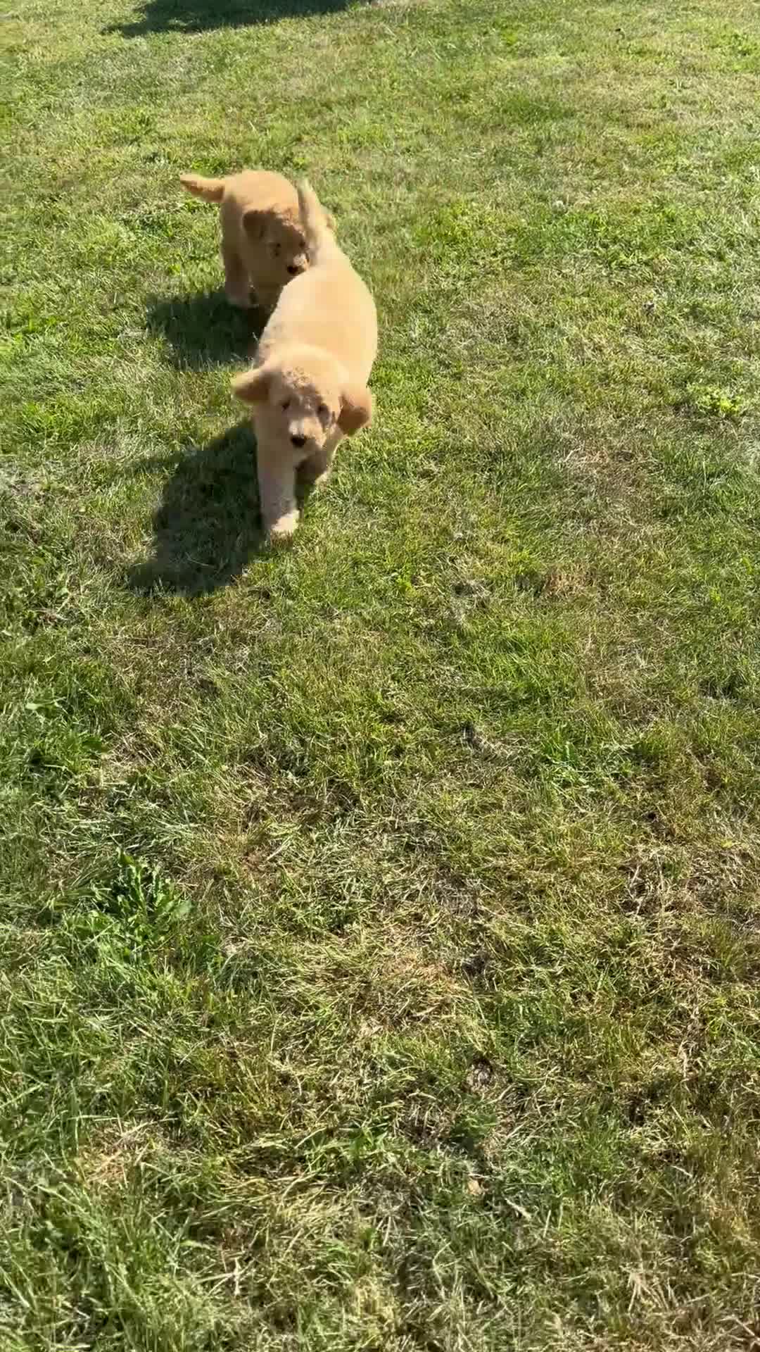 Mini Goldendoodle dogs for sale: Ready to leave Mini Goldendoodles - Video 1