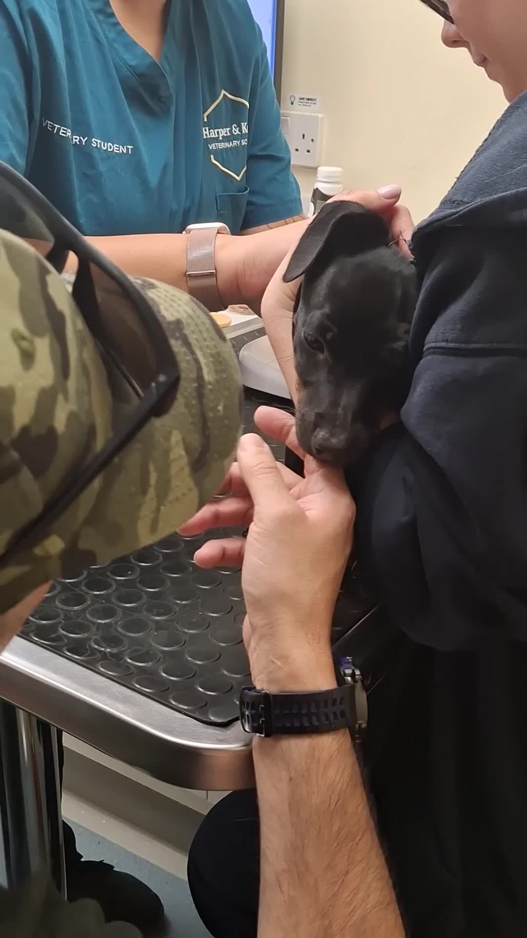 Dachshund dogs for sale: Dachshund  - Video 3