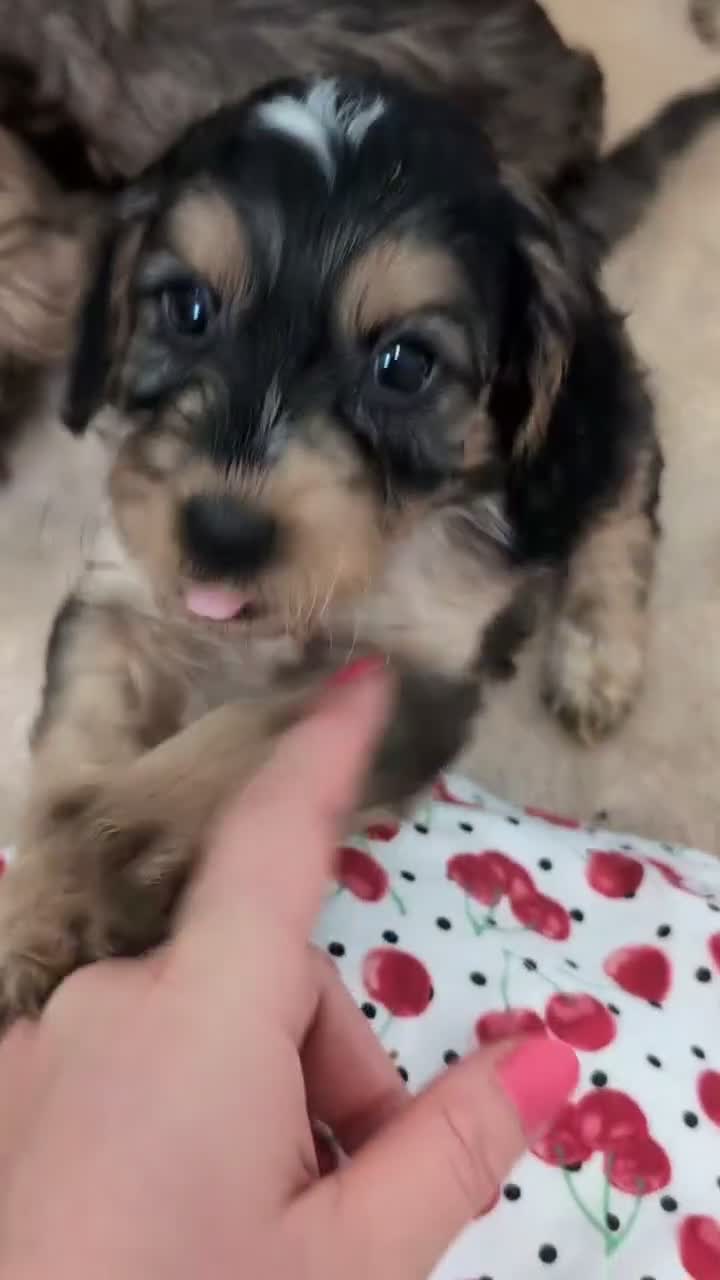 Cockapoo dogs for sale: Show Type Cockapoo Puppies DNA clear  - Video 1