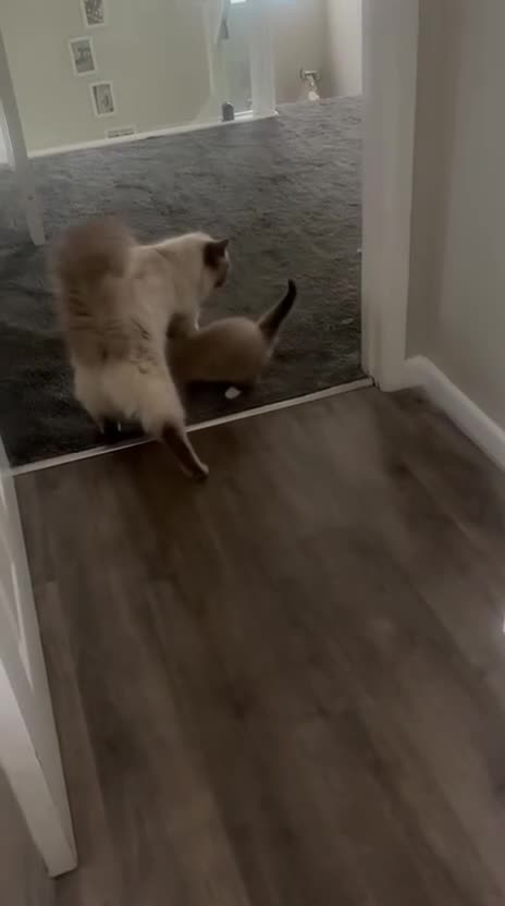 Ragdoll cats for sale: Female ragdoll ready now - Video 1