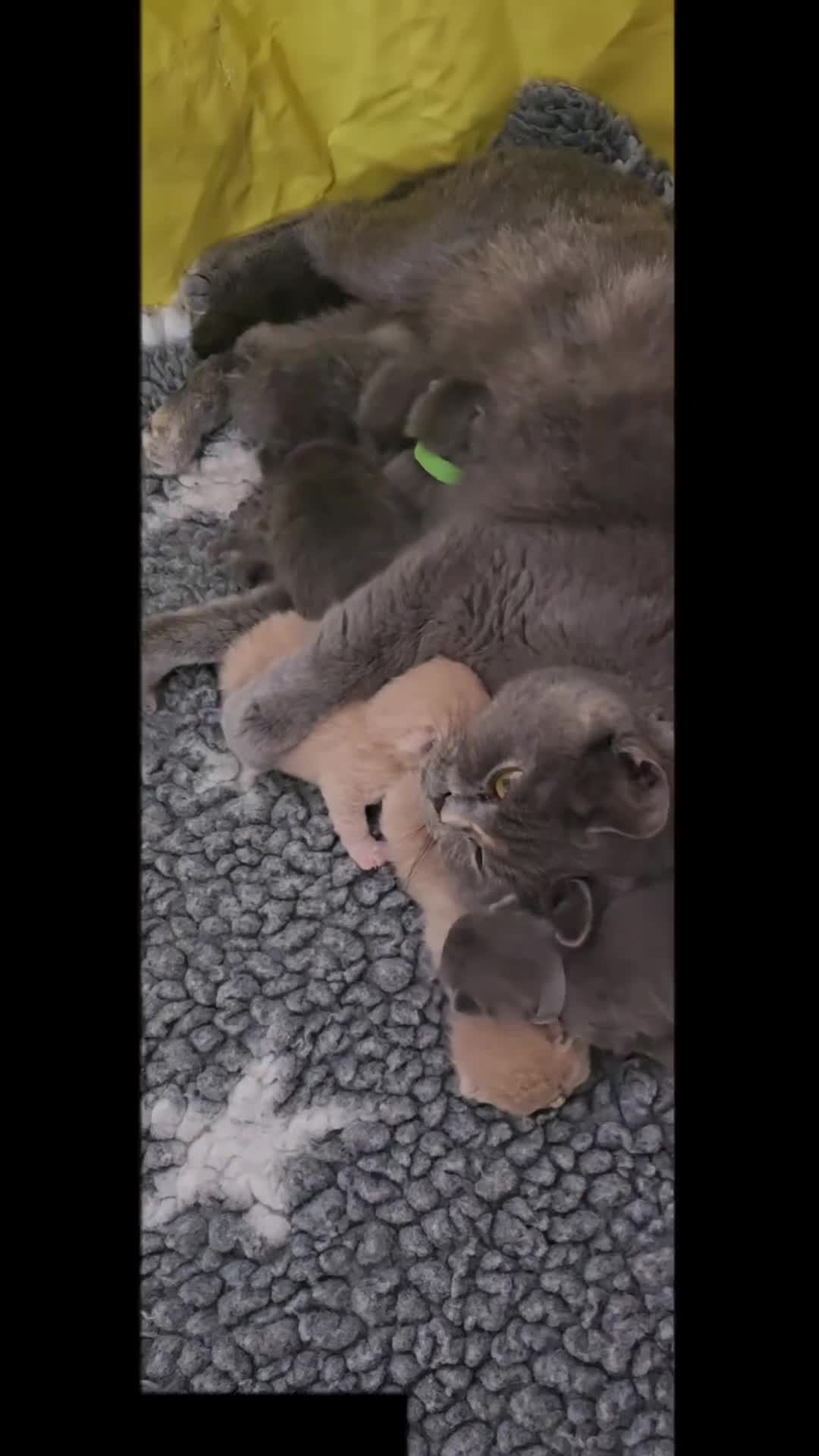British Shorthair cats for sale: A charming kitten will be available in December. - Video 1