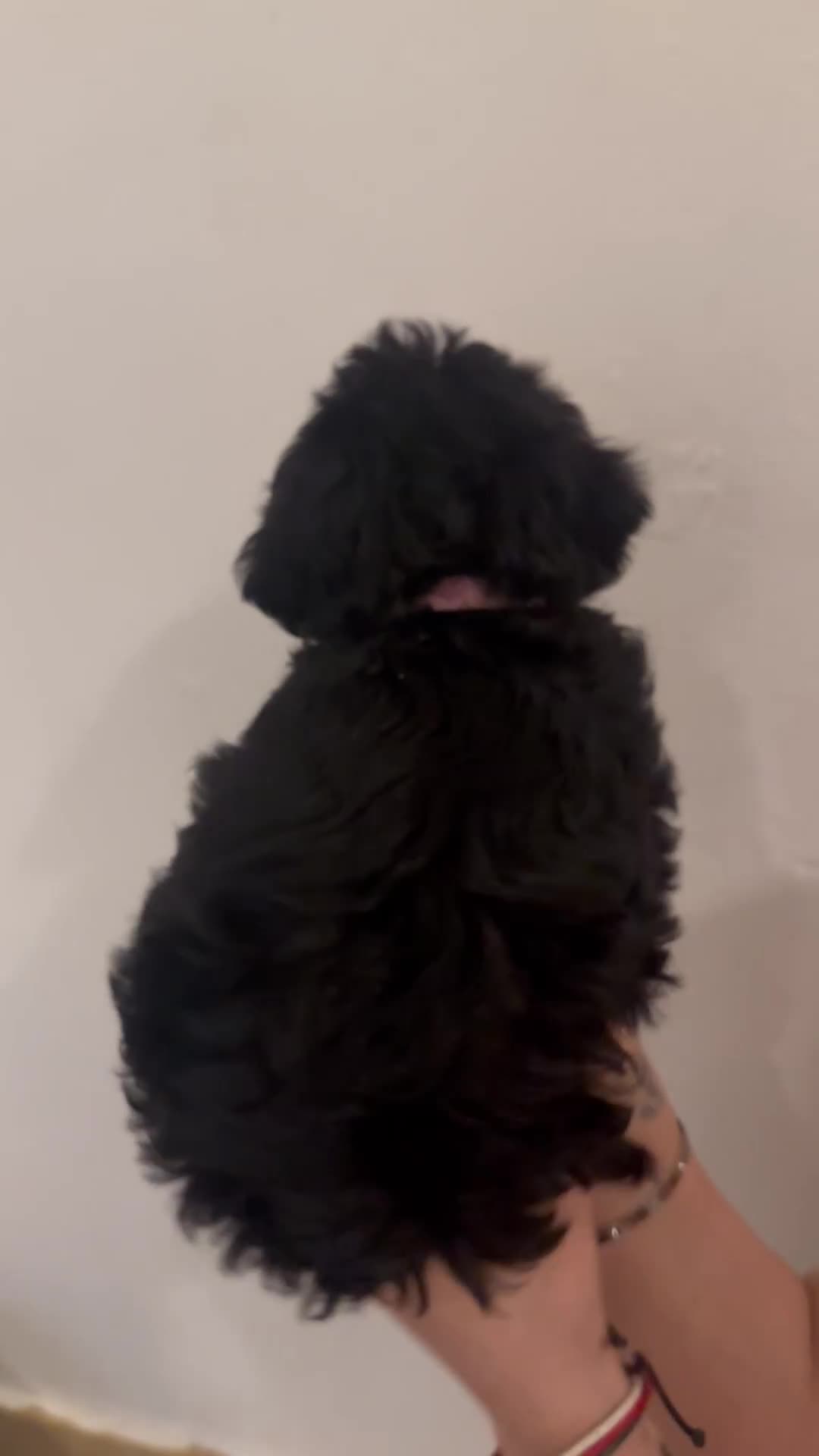Yorkiepoo dogs for sale: 5 Beautiful F1 Yorkiepoo’s - Video 2