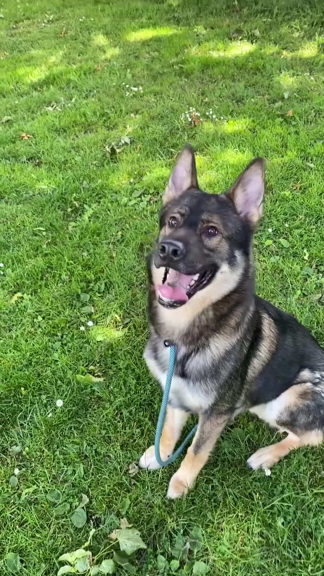 Mixed Breed dogs for sale: 3 year old German Shepard Akita mix male - Video 1