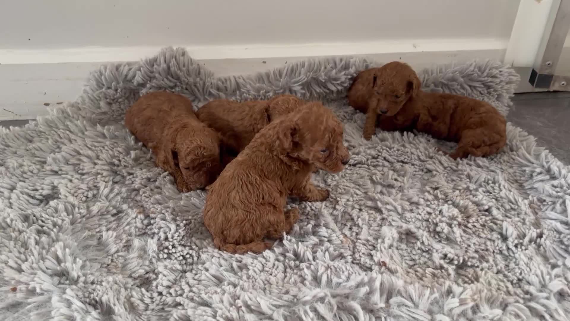 Miniature Poodle dogs for sale: Mini poodle puppies ready to leave Friday  in Swansea - Video 4