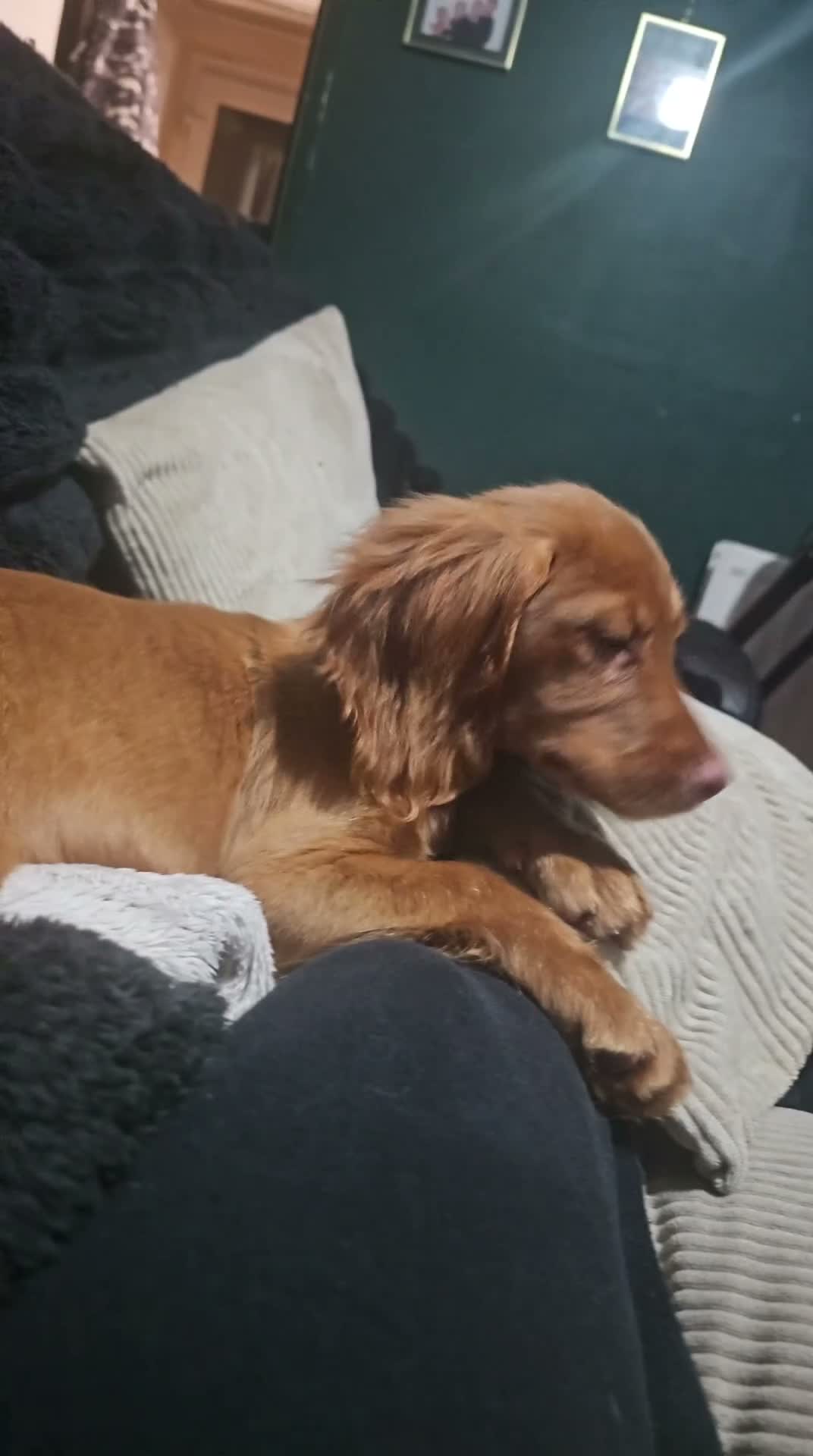 Cocker Spaniel dogs for sale: Beautiful Red English Working Cocker Spaniel - Video 1
