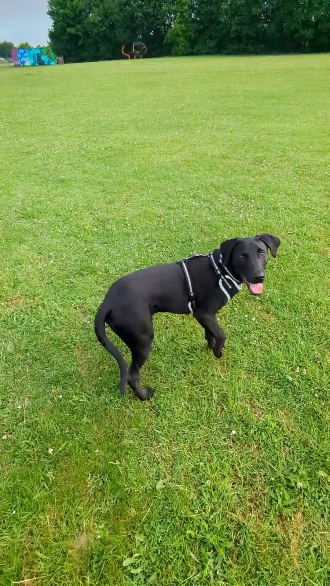 Mixed Breed dogs for sale: Murphy - Family Labrador X Greyhound 7 months old - Video 3