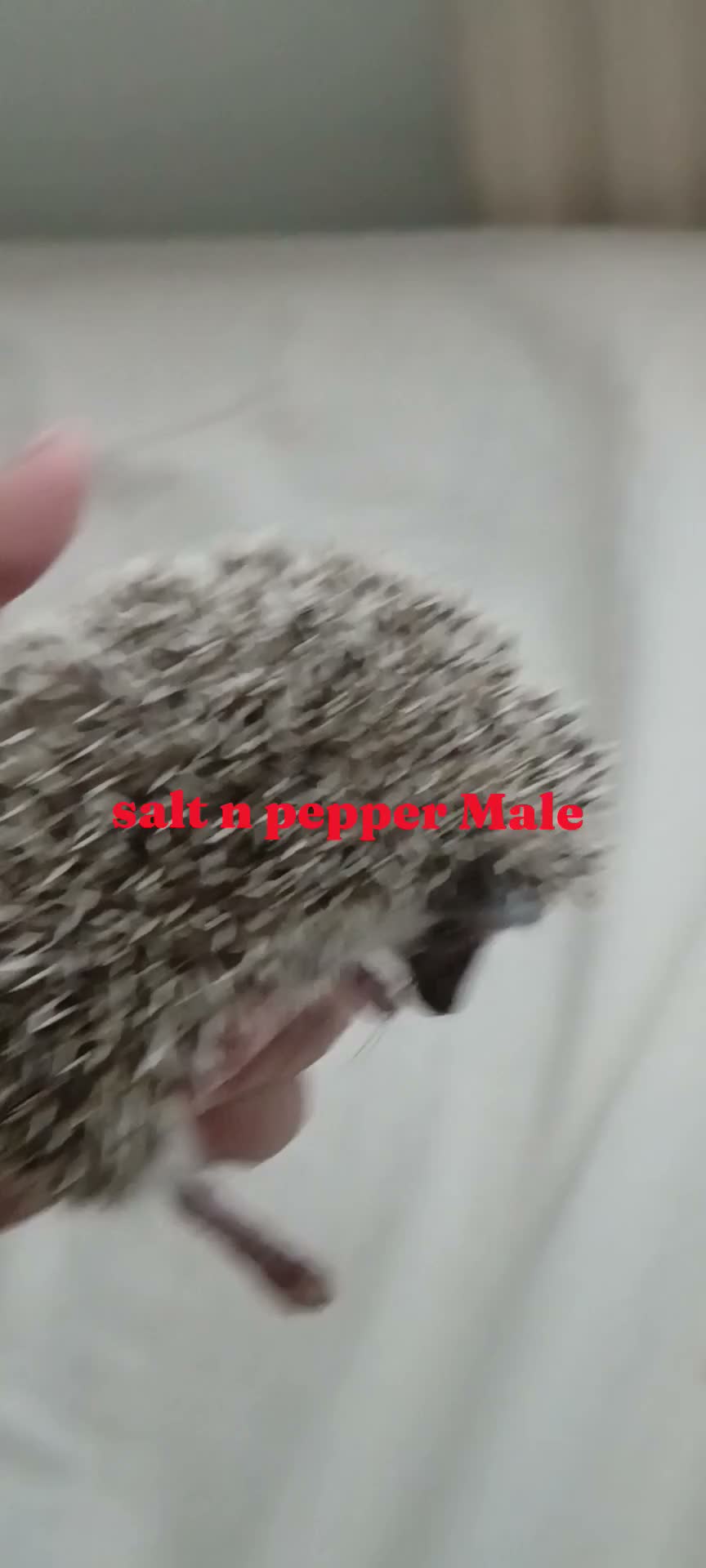 Pygmy Hedgehog rodents for sale: Baby African pygmy hedgehogs for sale  - Video 1