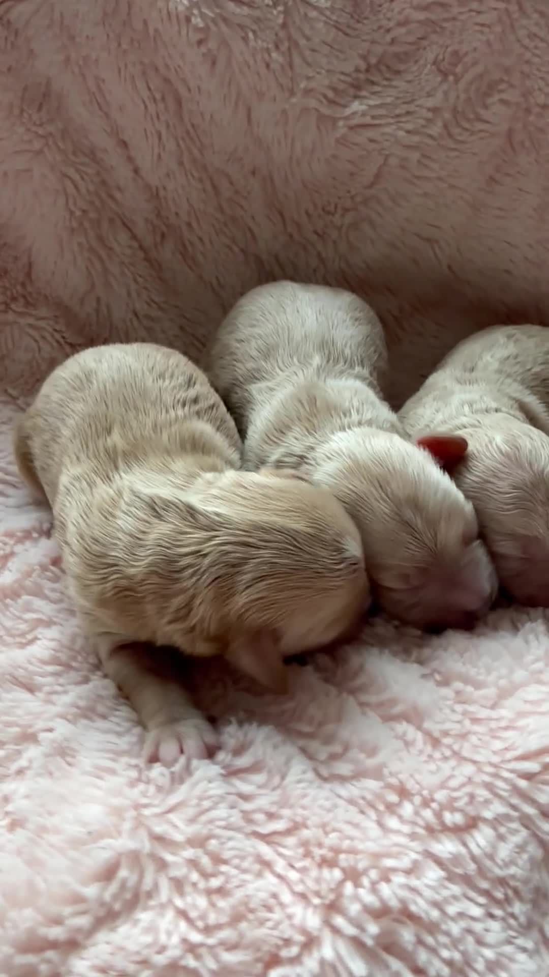 Maltipoo dogs for sale: Beautiful Maltipoo F1 Puppies - Video 1