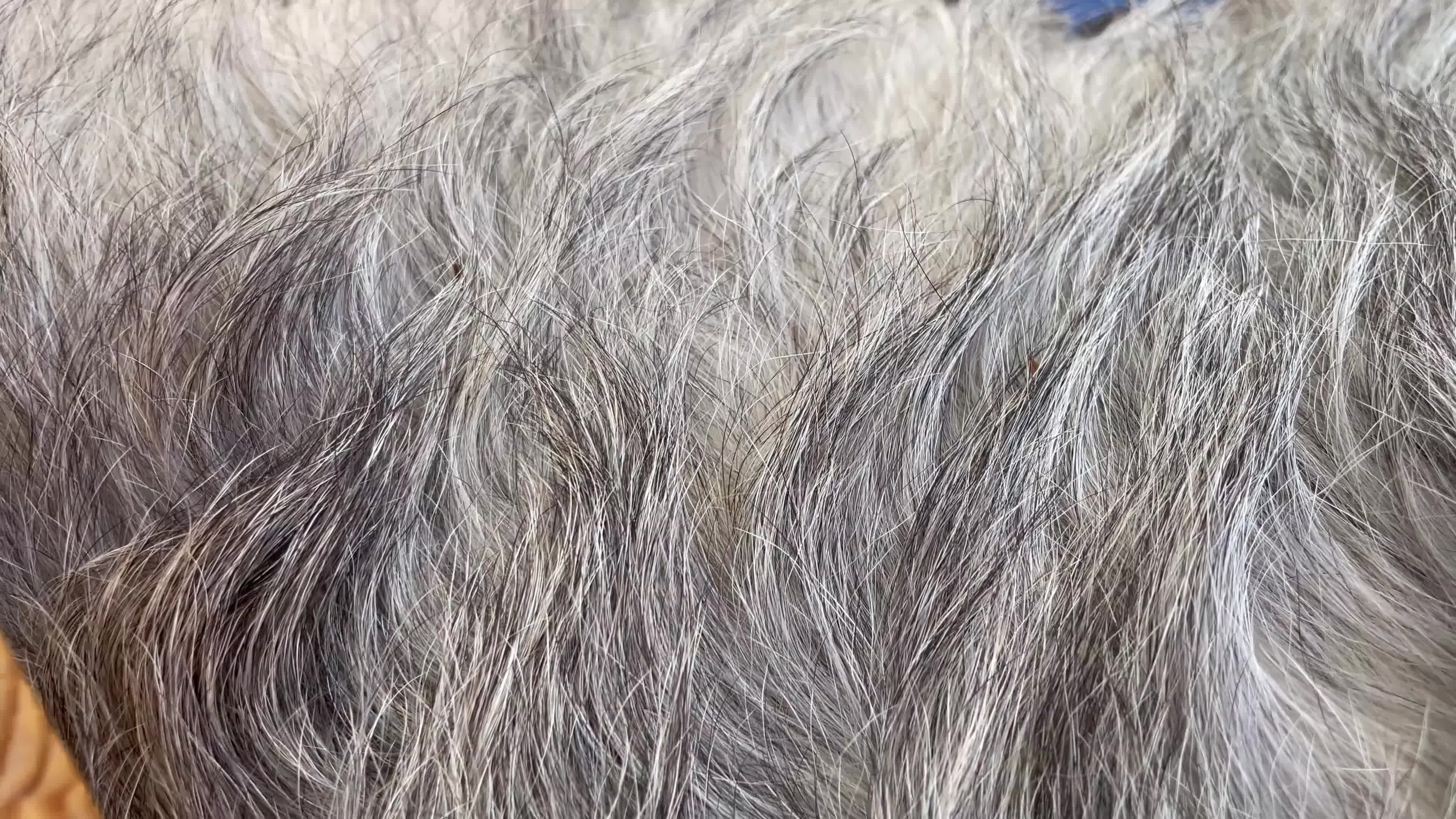 Irish Wolfhound dogs for sale: Beautiful Irish wolfhound puppies  - Video 1