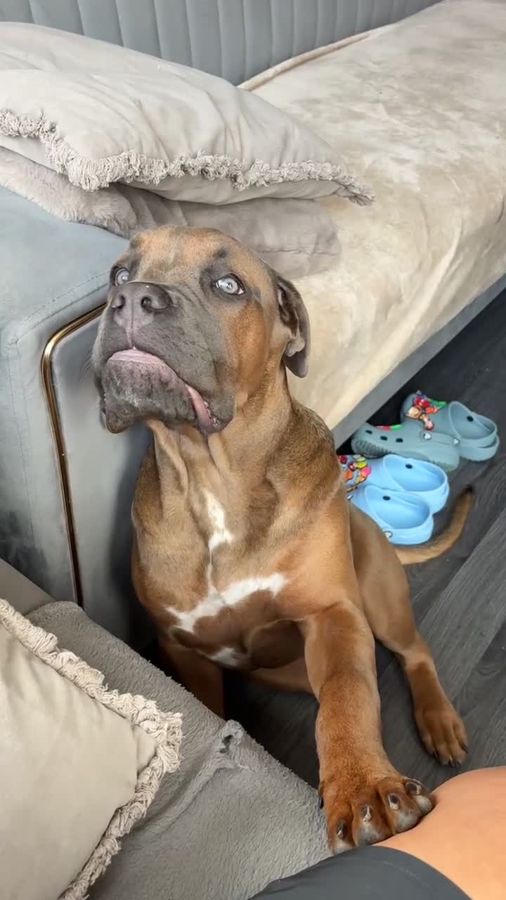 Cane Corso dogs for sale: Female cane corso  - Video 1