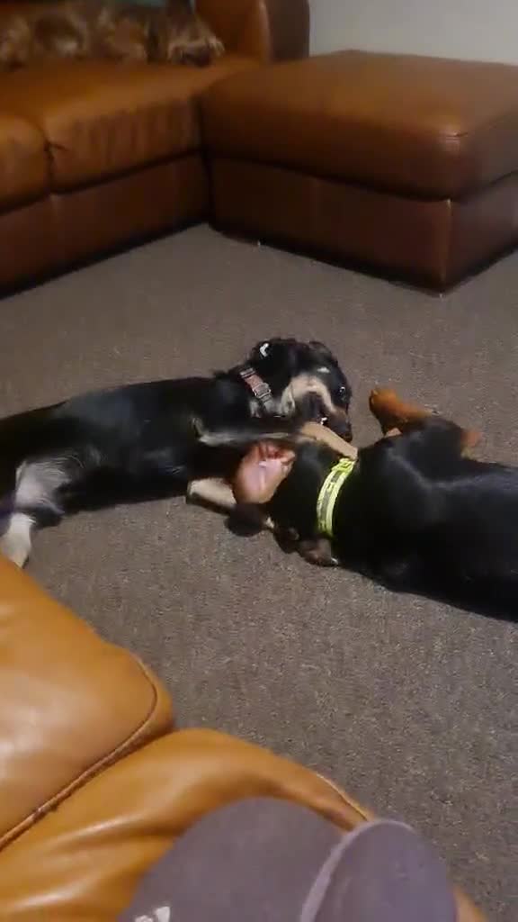 Mixed Breed dogs for adoption: Beautiful Aldo is ready for his forever sofa - Video 2