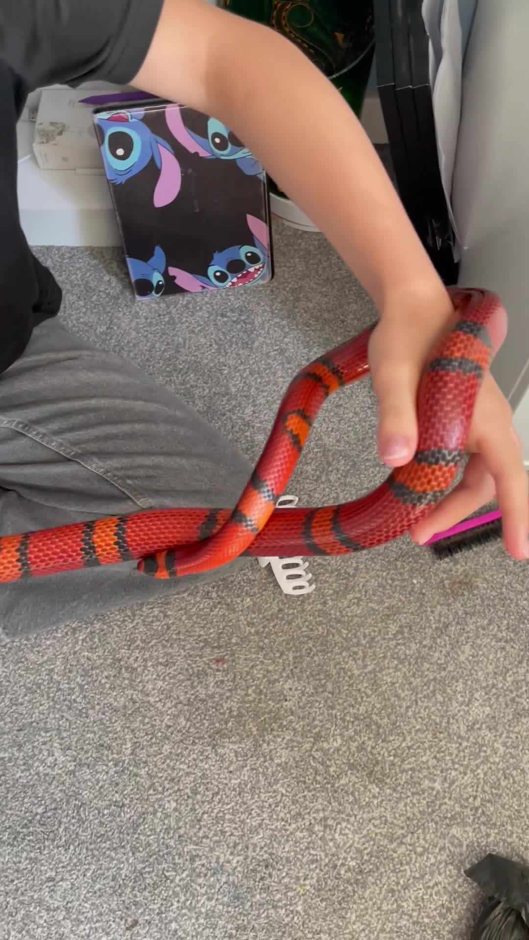 Milk Snake reptiles for sale: Tangerine Honduran Milk Snake - Video 1