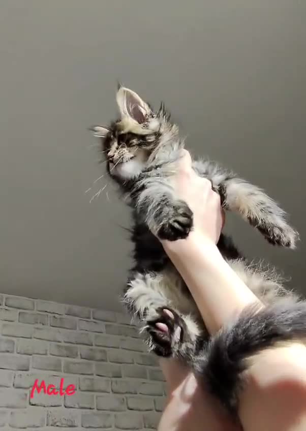 Maine Coon cats for sale: TICA KING SIZE MAINE COON CUBS - Video 2