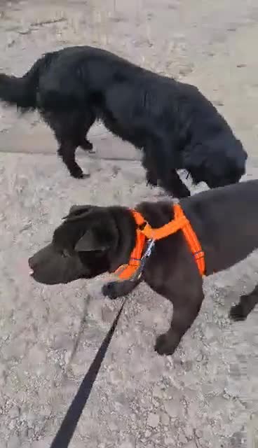 Shar Pei dogs for adoption: LIPA - a Superb, limping Girl, for a Loving Home - Video 2