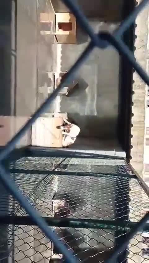 Mixed Breed dogs for adoption: Sasha. 3 yrs approx. Available for adoption. - Video 3