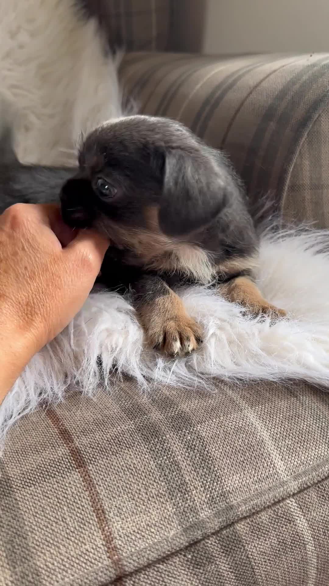 Mixed Breed dogs for sale: Shih Tzu x Frenchie pups - Video 1