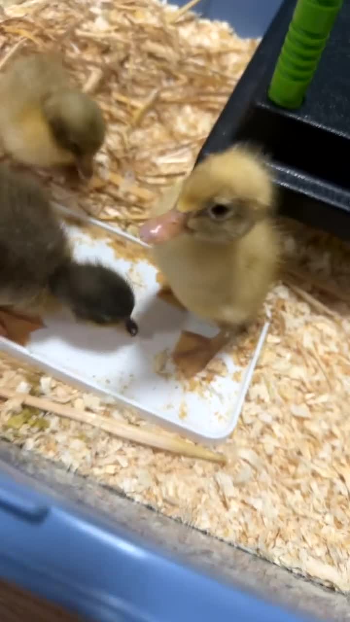 Ducks poultry for sale: Indian runner ducklings - Video 1