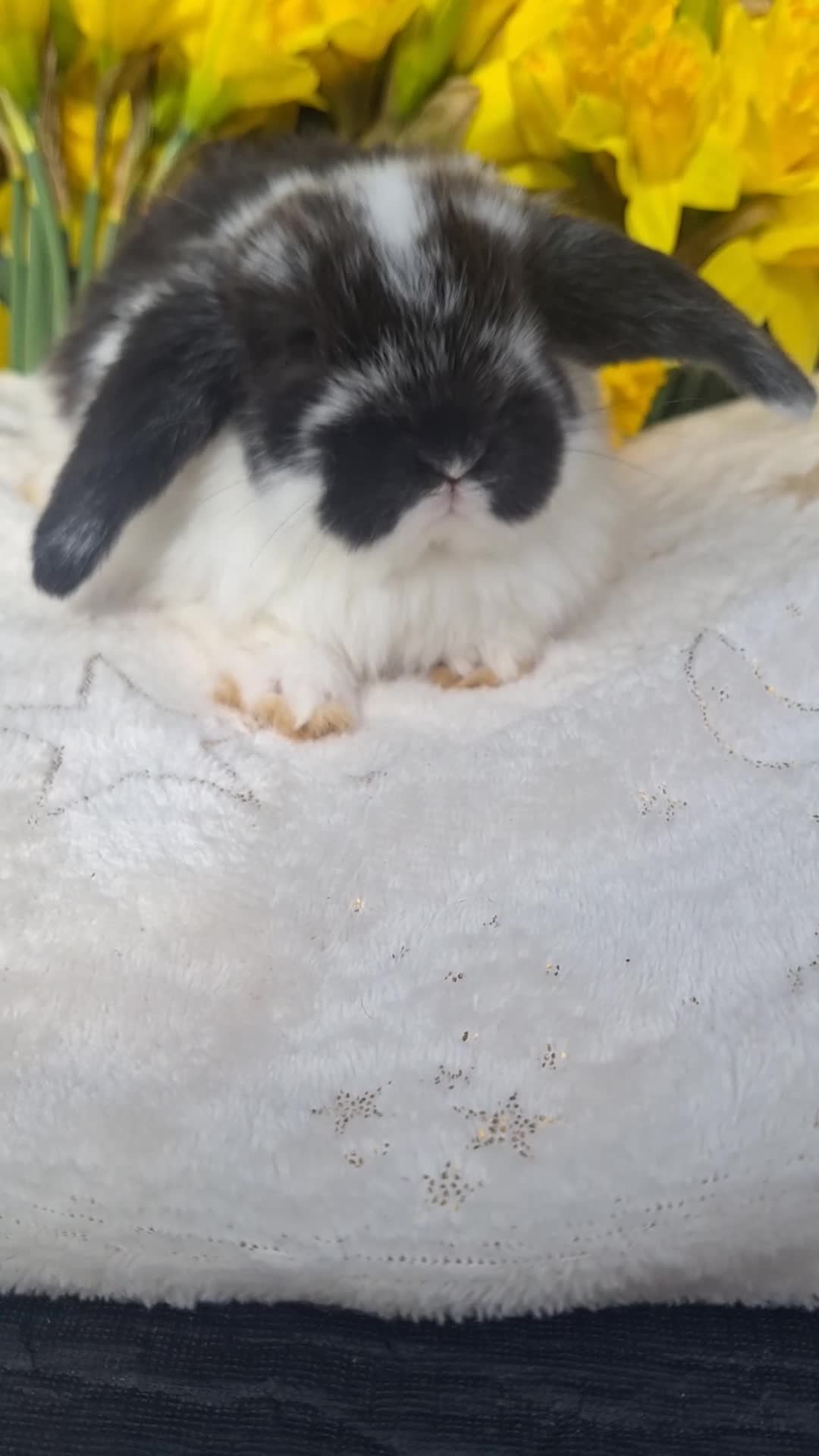 Mini Lop rabbits for sale: Pure bred mini lop babie rabbits 🐇  - Video 3