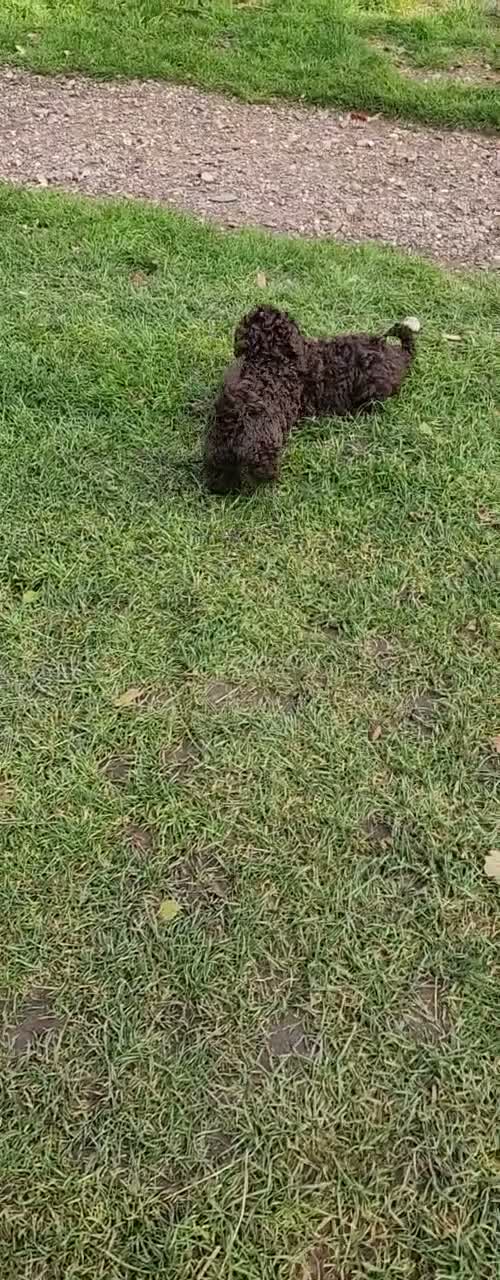 Cockapoo dogs for sale: 2 adorable little girls cockapoo pups  - Video 1