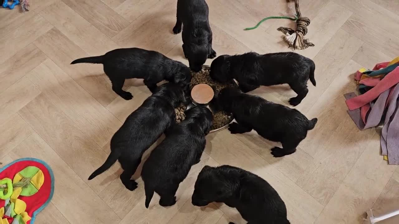 Labrador Retriever dogs for sale: 7 STUNNING BLACK LABRADOR PUPPIES - Video 3