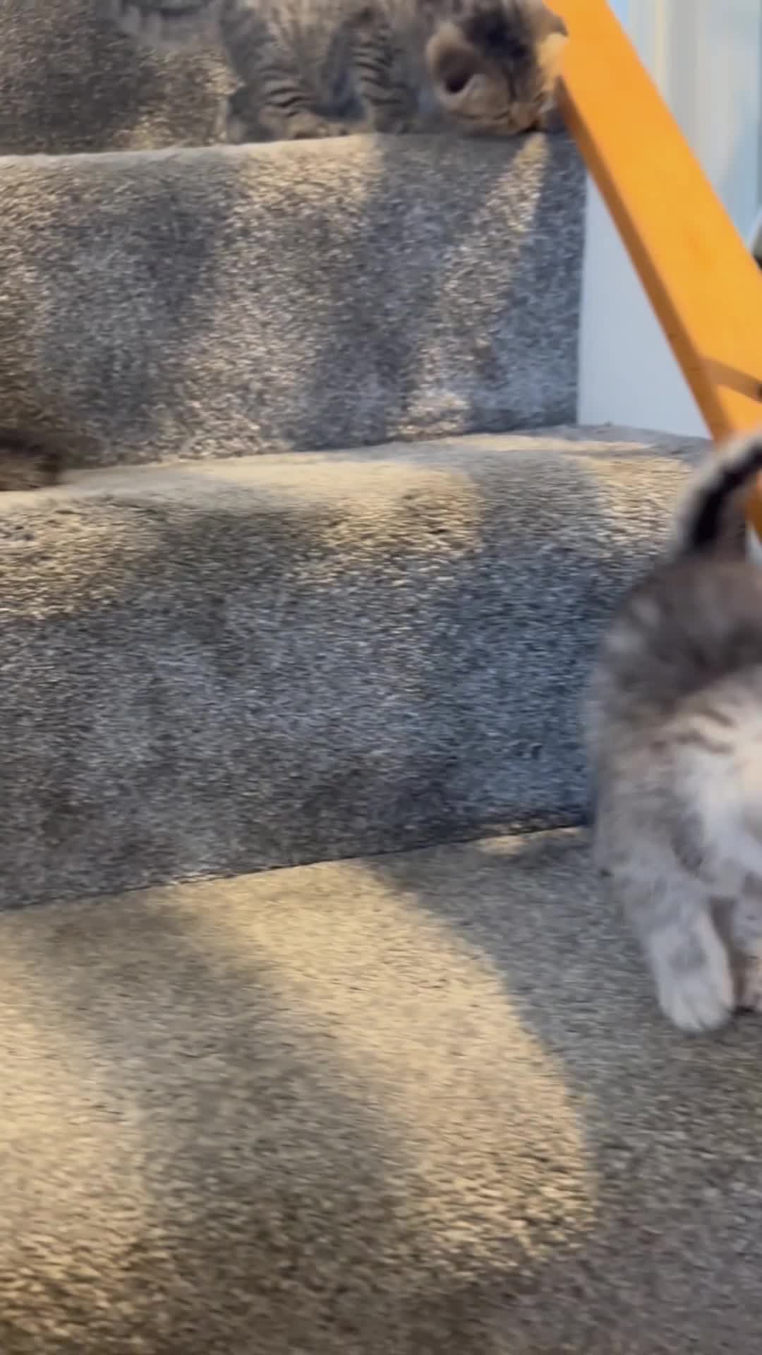 Scottish Fold cats for sale: 🆘🆘READY!🆘🆘Scottish shorthair  - Video 5
