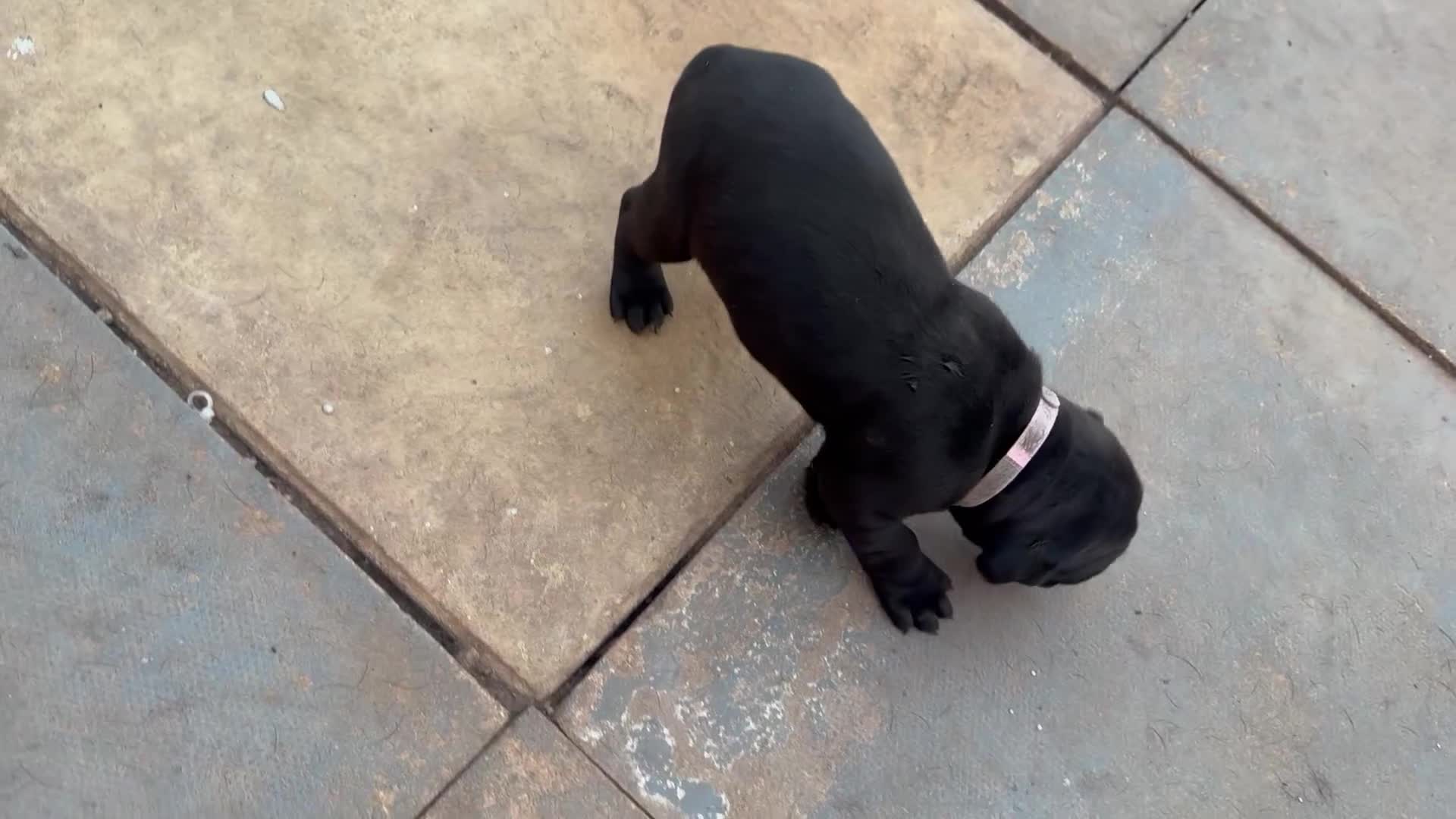Cane Corso dogs for sale: Cane corso puppies  in Bilston - Video 4
