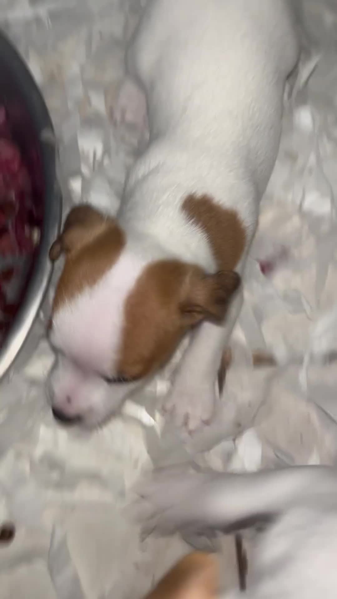 Jack Russell dogs for sale: Jack Russell Dog pup - Video 1