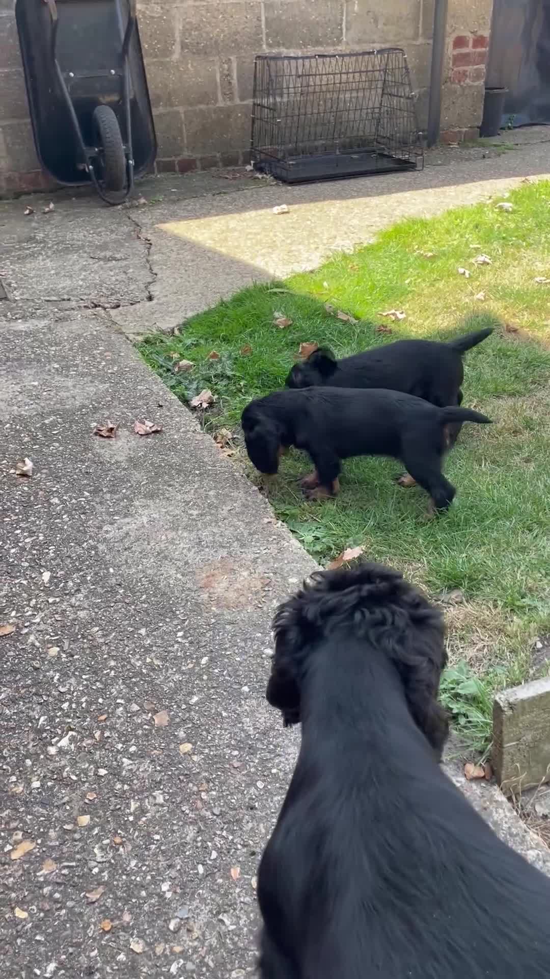 Cocker Spaniel dogs for sale: Working cocker spaniel  - Video 1