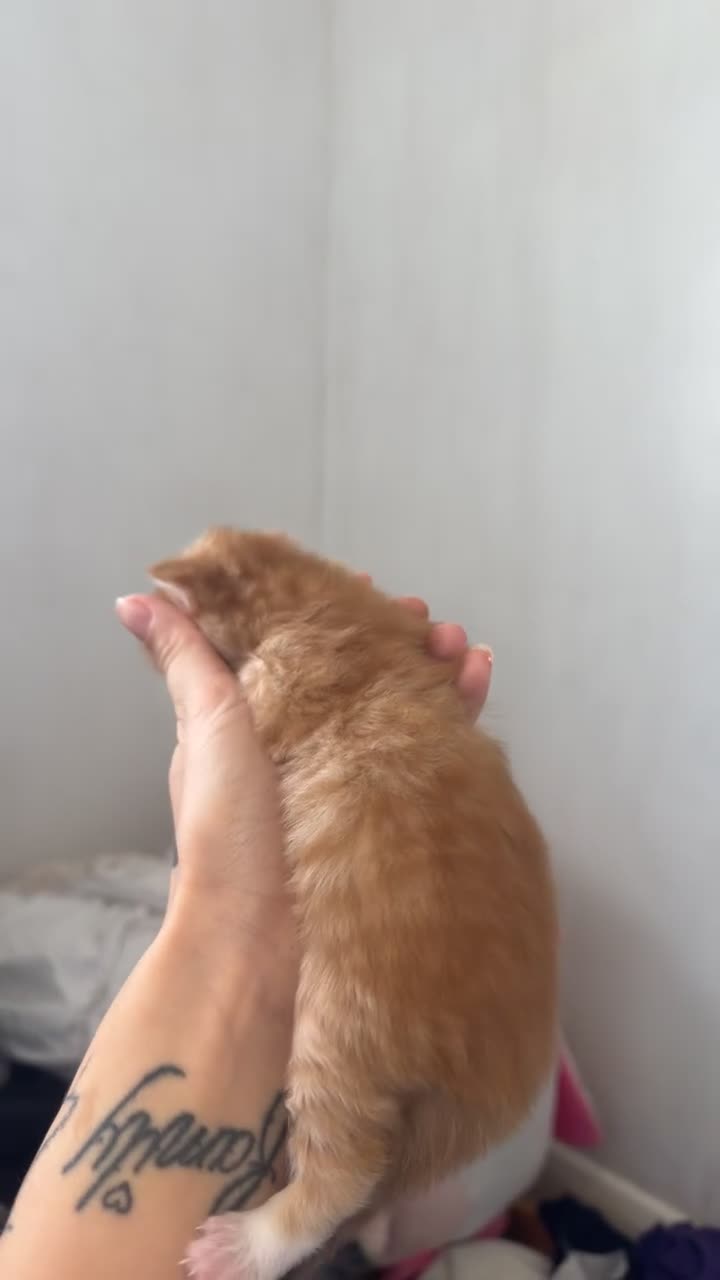 Asian cats for sale: 4 beautiful kittens  - Video 1