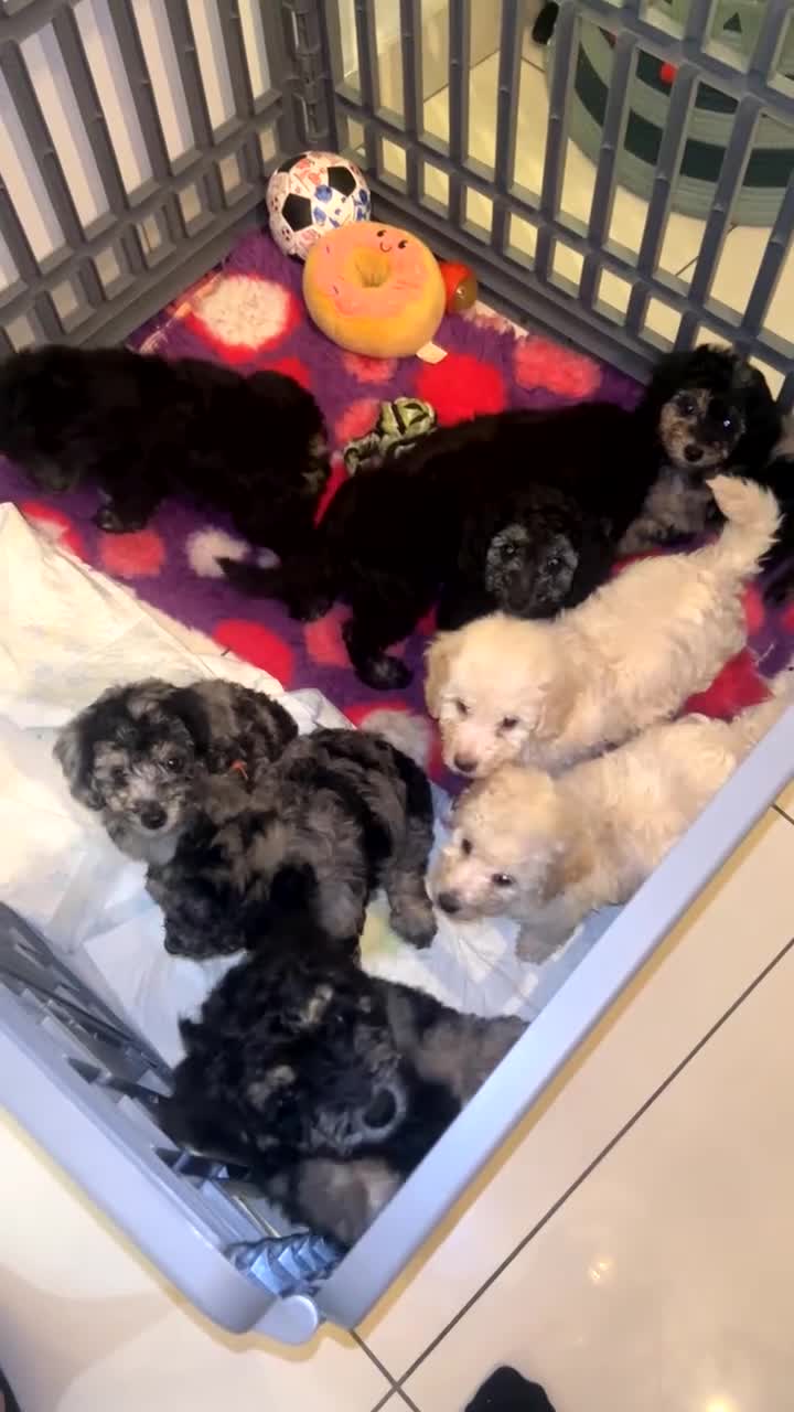 Miniature Poodle dogs for sale: 🐩🌈Miniature Merle poodle puppies 🌈🐶❤️ - Video 2