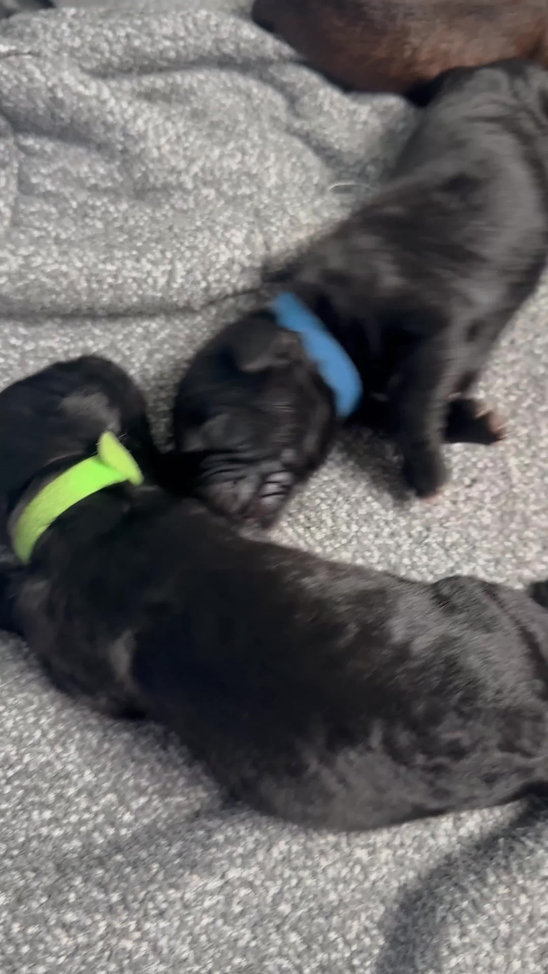 Mixed Breed dogs for sale: F1 Saint Bernedoodles - Video 1