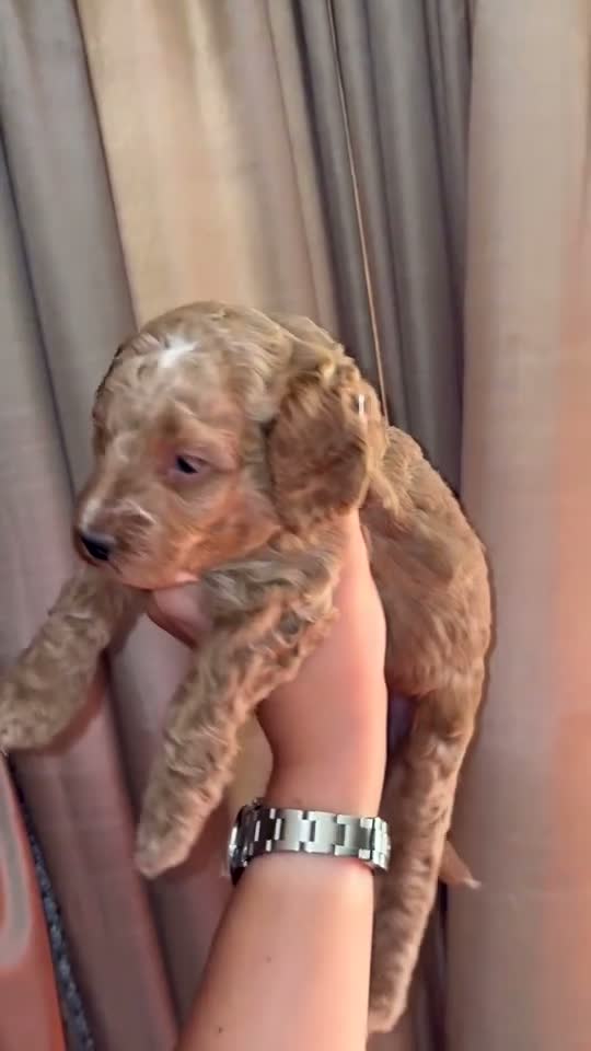 Cockapoo dogs for sale: Beautiful cockapoo f1 puppies ⭐  in Durham - Video 1