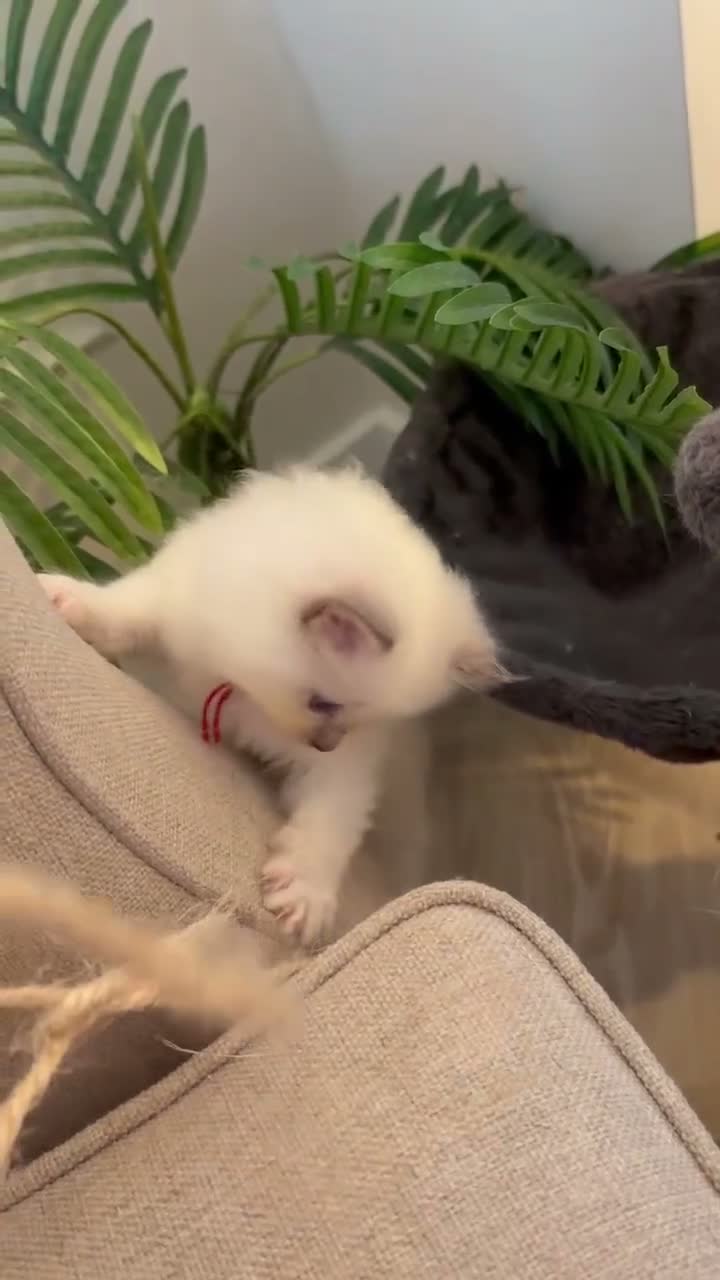 Ragdoll cats for sale: HIGH QUALITY FLUFFY BOY RAGDOLL in Pontypridd - Video 1
