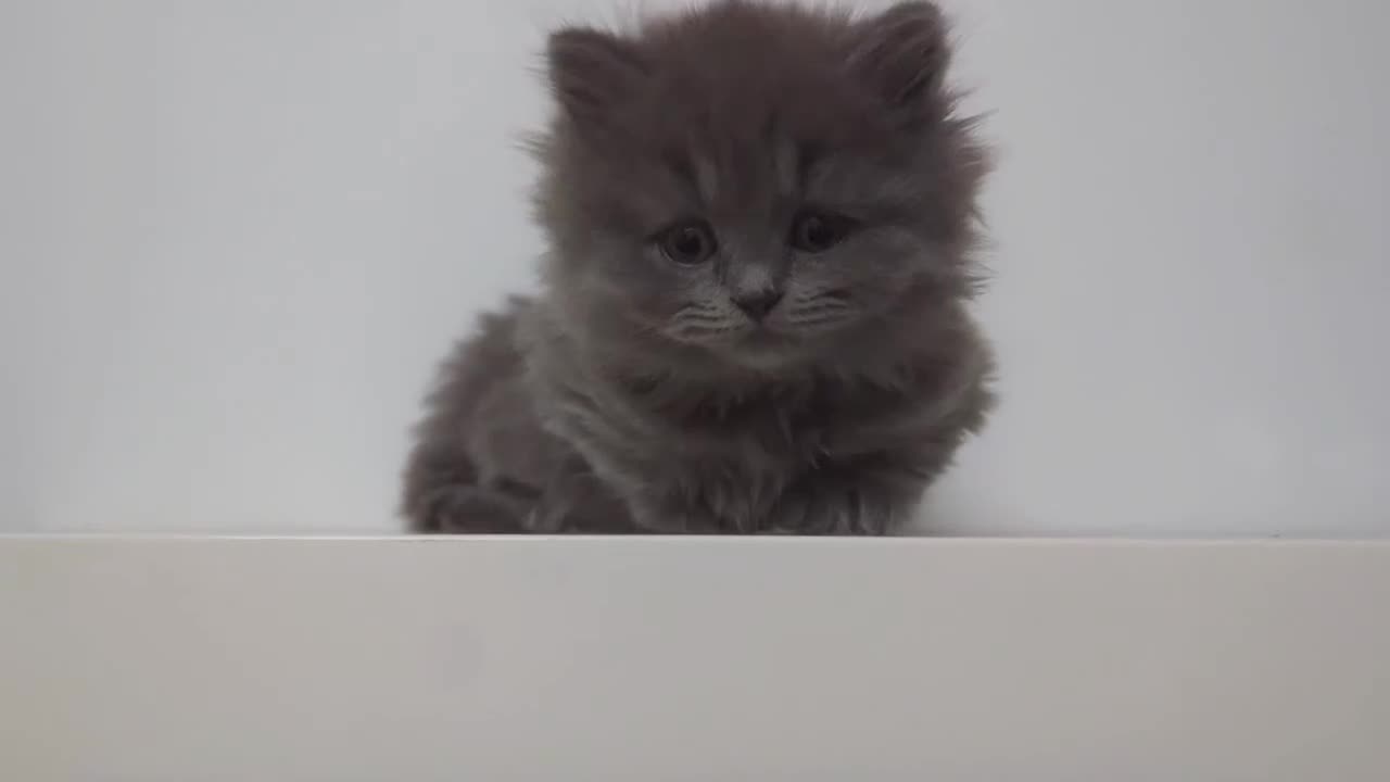 British Shorthair cats for sale: Beautiful British Shorthair/Longhair Kittens - Video 1