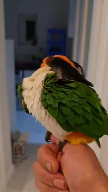Parrots birds for sale: Caique parrots male and female  - Video 5