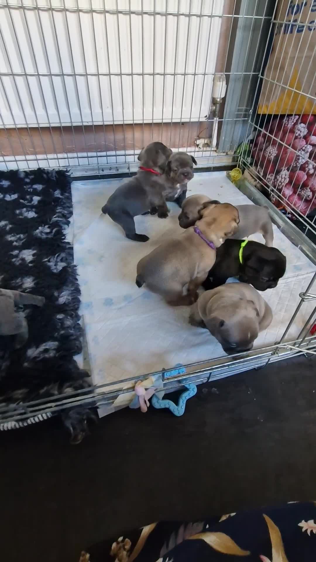 French Bulldog dogs for sale: 2 beautiful litters of French bulldog puppies - Video 1