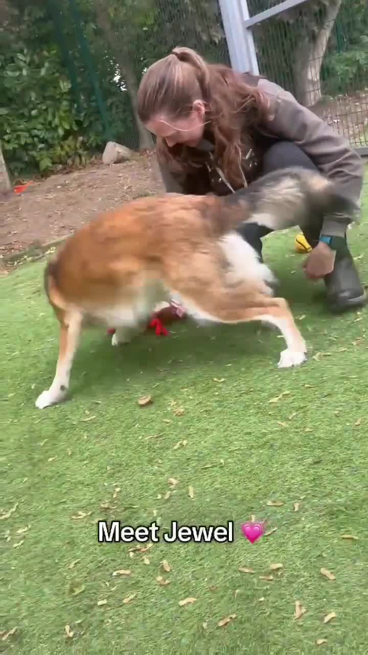 Mixed Breed dogs for adoption: Jewel is looking for her forever family! - Video 1