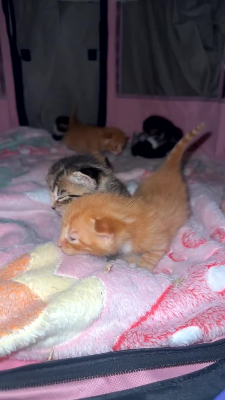 American Shorthair cats for sale: 6 kittens & 1 year old Mama for sale in Kent - Video 1