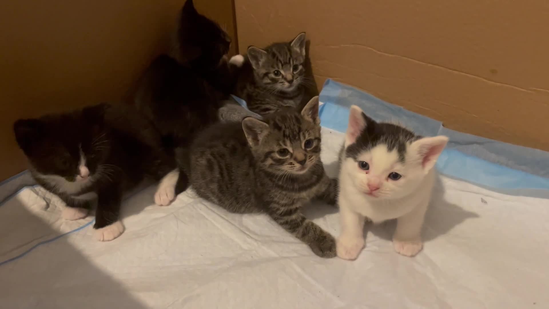 Mixed Breed cats for sale: 1 boy and 3 girls  - Video 1