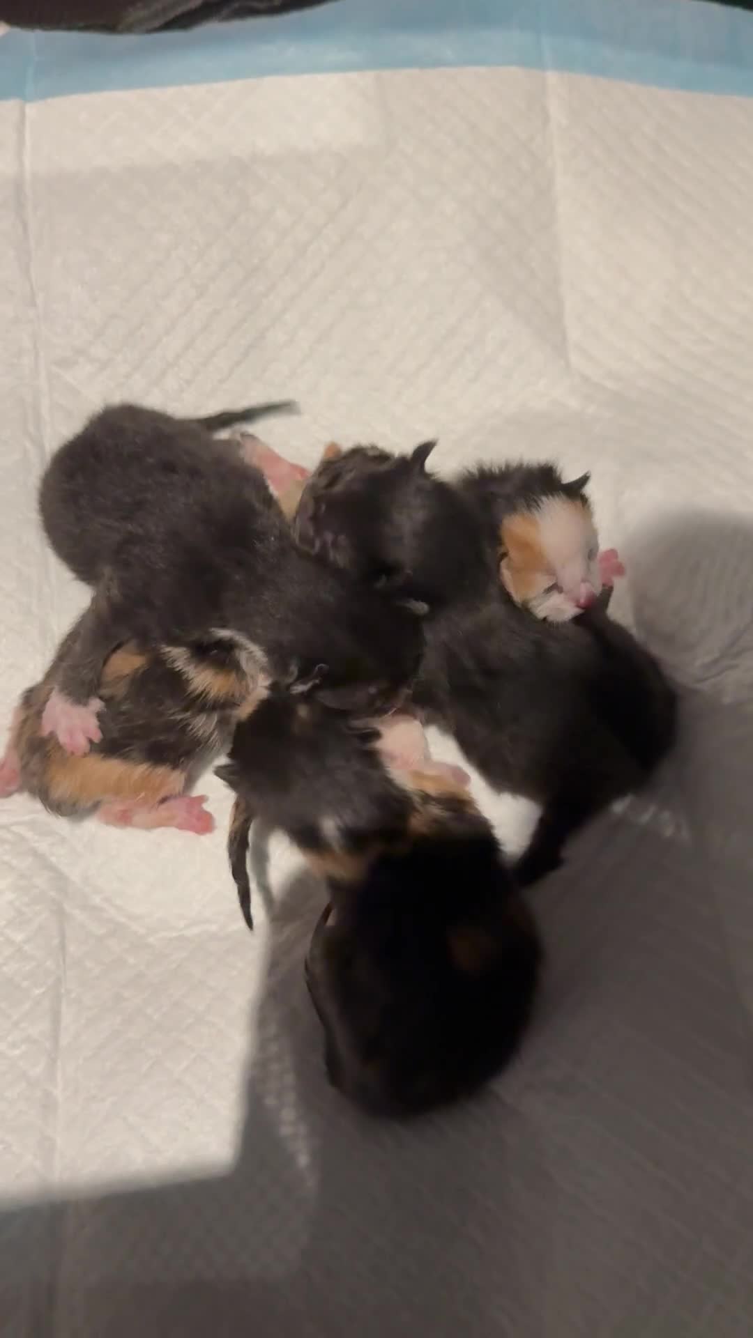 Mixed Breed cats for sale: Tortishell /cailco kittens  - Video 1