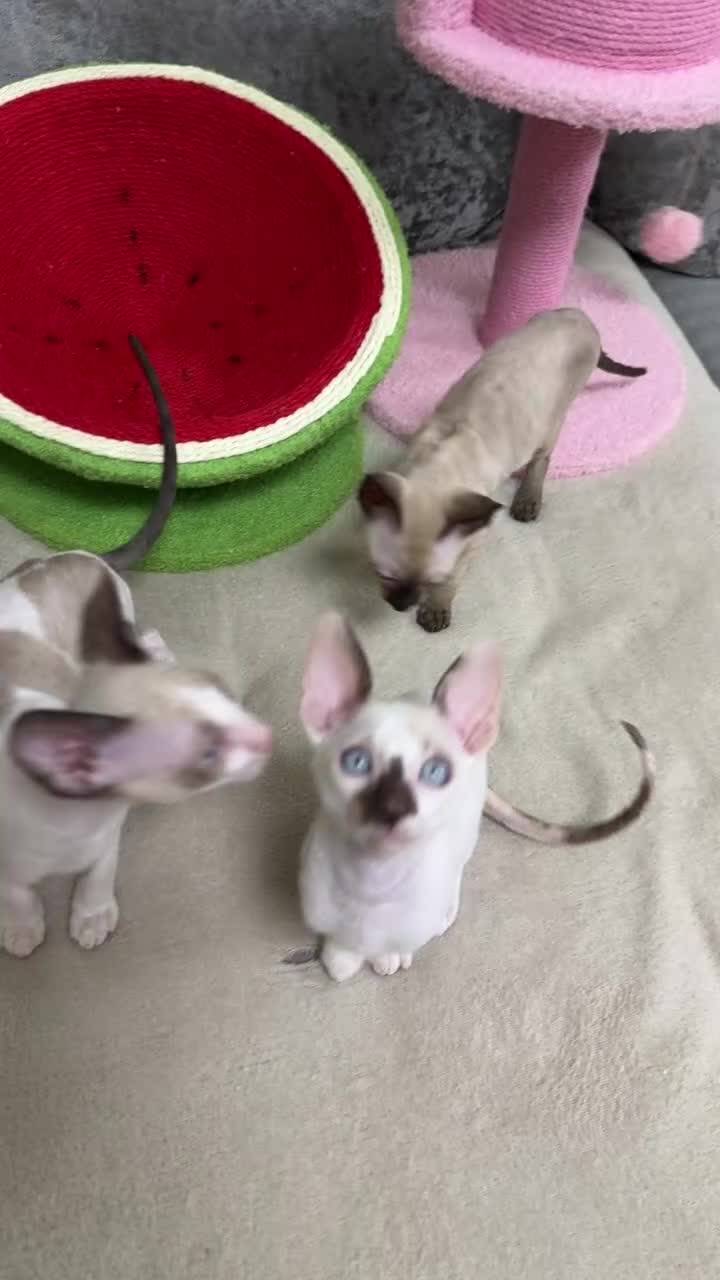 Cornish Rex cats for sale: 🌟Cornish Rex Kittens — Blue Eyes, Champion Line🌟 - Video 1