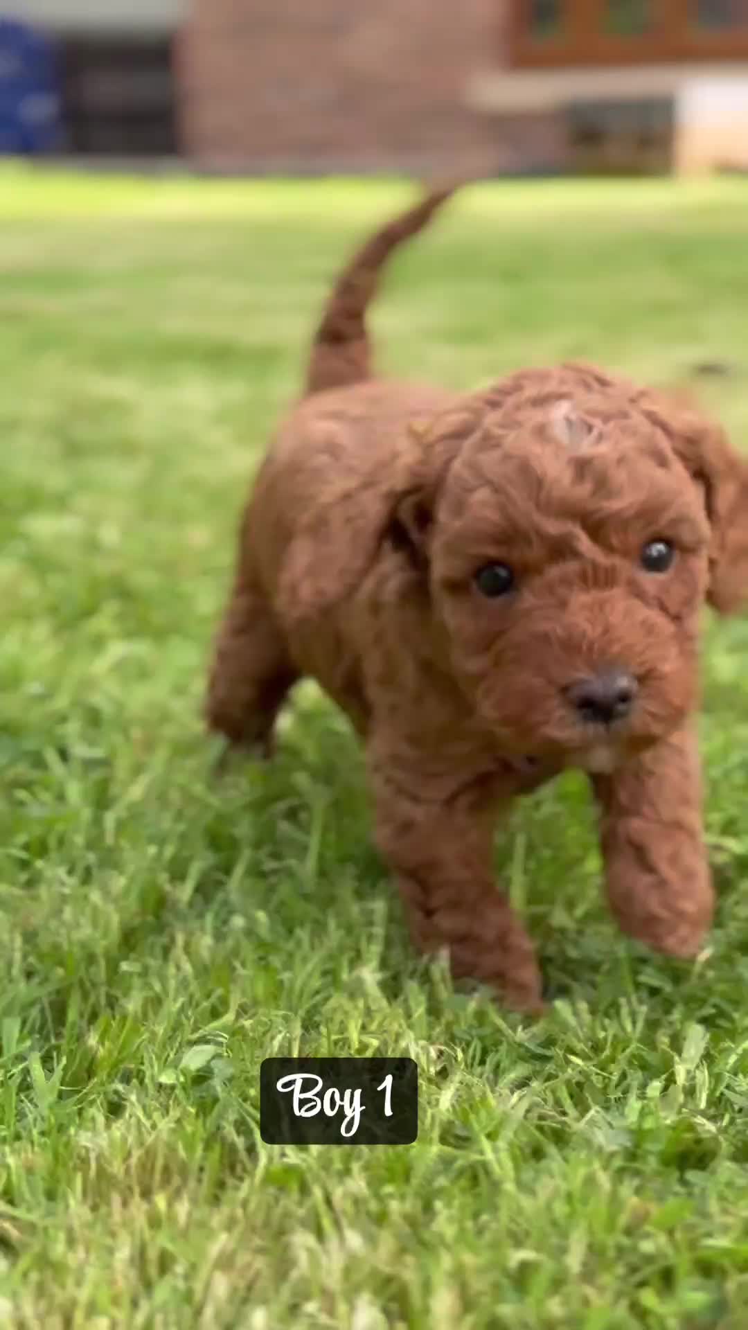 Miniature Poodle dogs for sale: KC Registered Deep Red Miniature Poodle Puppies in Ashbourne - Video 3