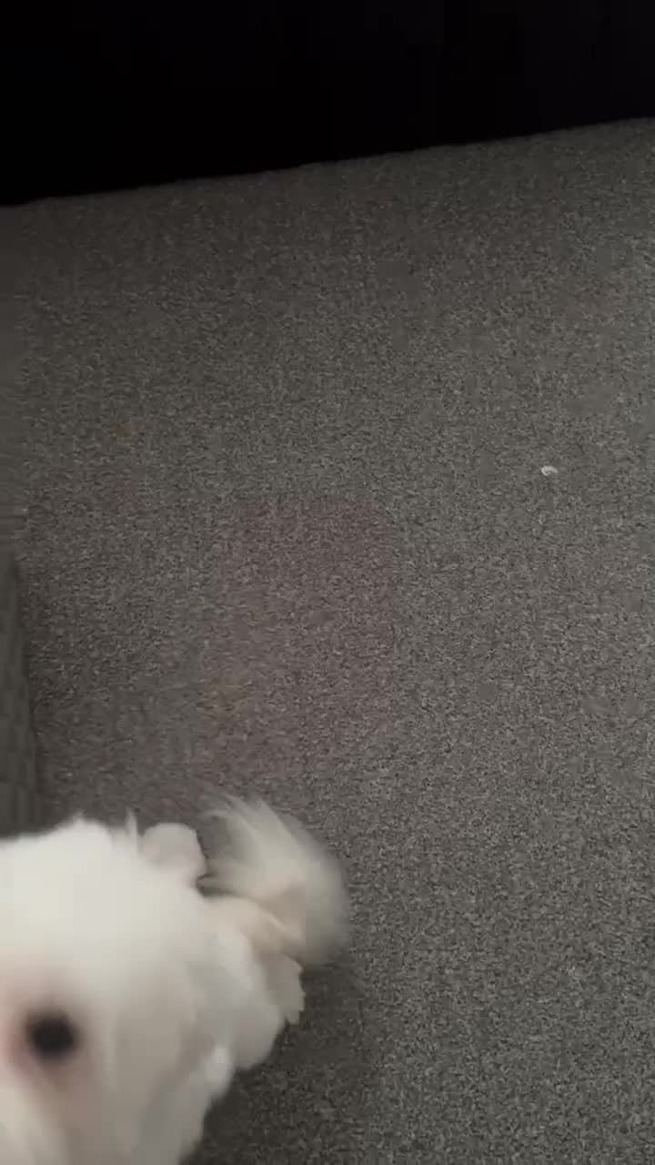 Maltese dogs for sale: Bella needs a home  - Video 1