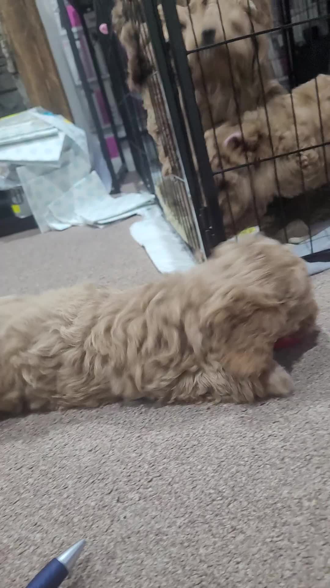 Cockapoo dogs for sale: Sweet boy cockapoo - Video 1
