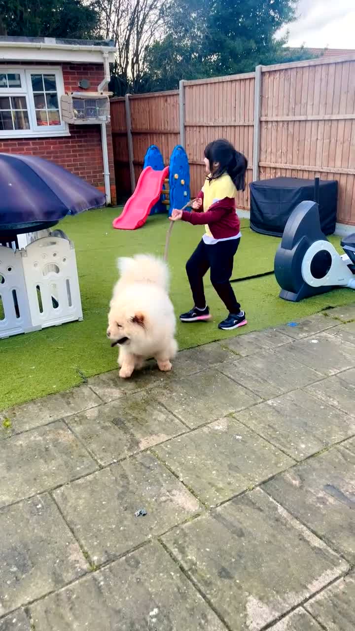 Chow Chow dogs for sale: Luna one year old in Birmingham - Video 1