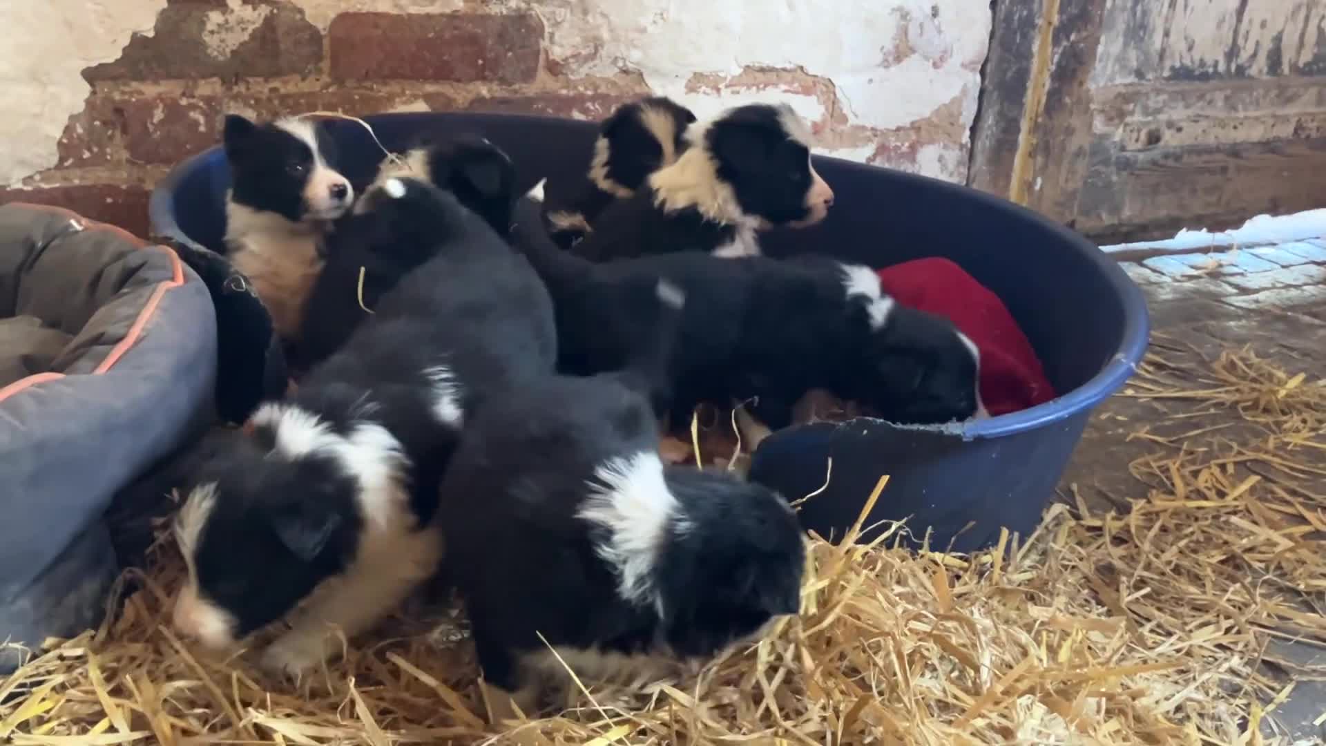 Border Collie dogs for sale: ISDS registered Rough Coat Border Collie Pups  in Nottingham - Video 2
